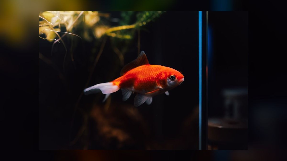 Top 10 killifish for beginners 2027