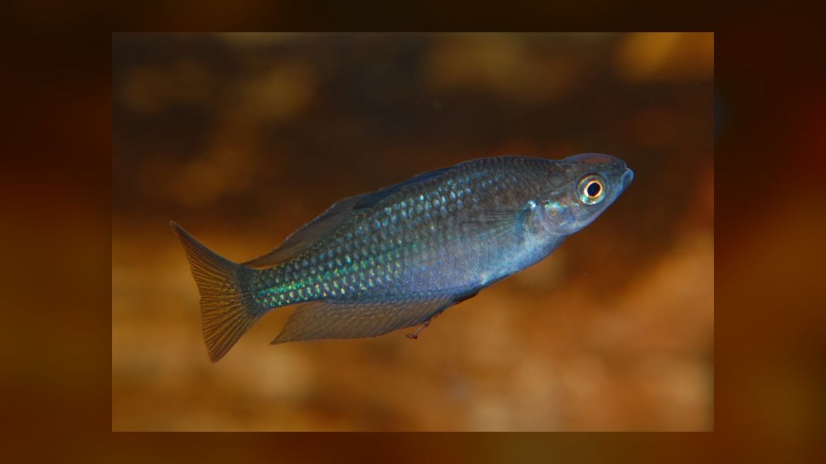 Top 10 rainbowfish species 2027 — figure 10