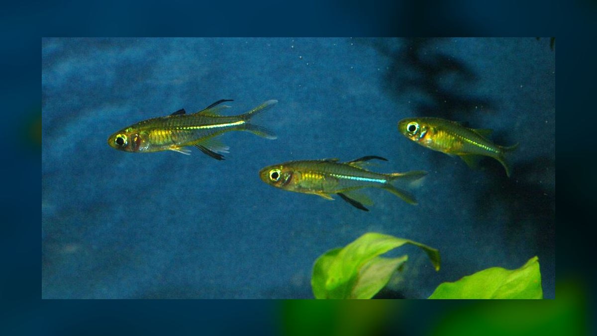 Top 10 rainbowfish species 2027 — figure 9