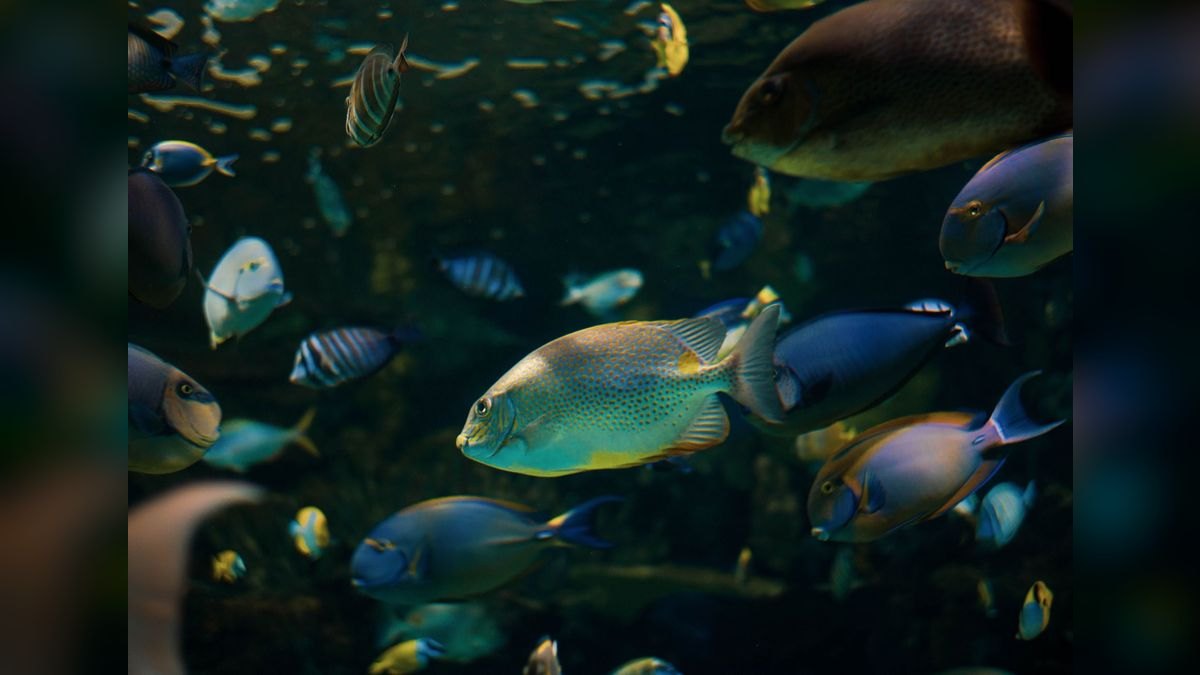 Top 10 rainbowfish species 2027