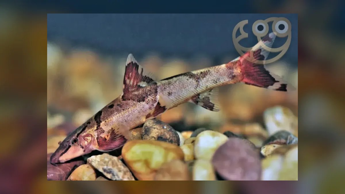 Top 10 loach varieties 2027 — figure 10