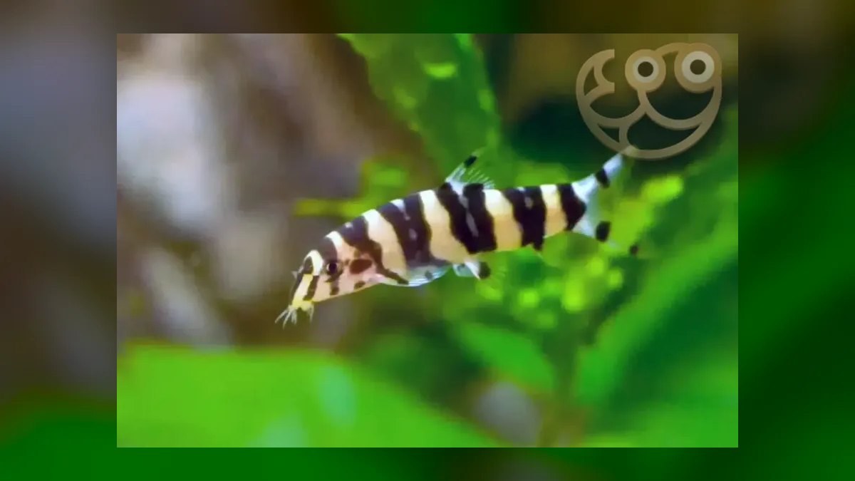 Top 10 loach varieties 2027 — figure 7