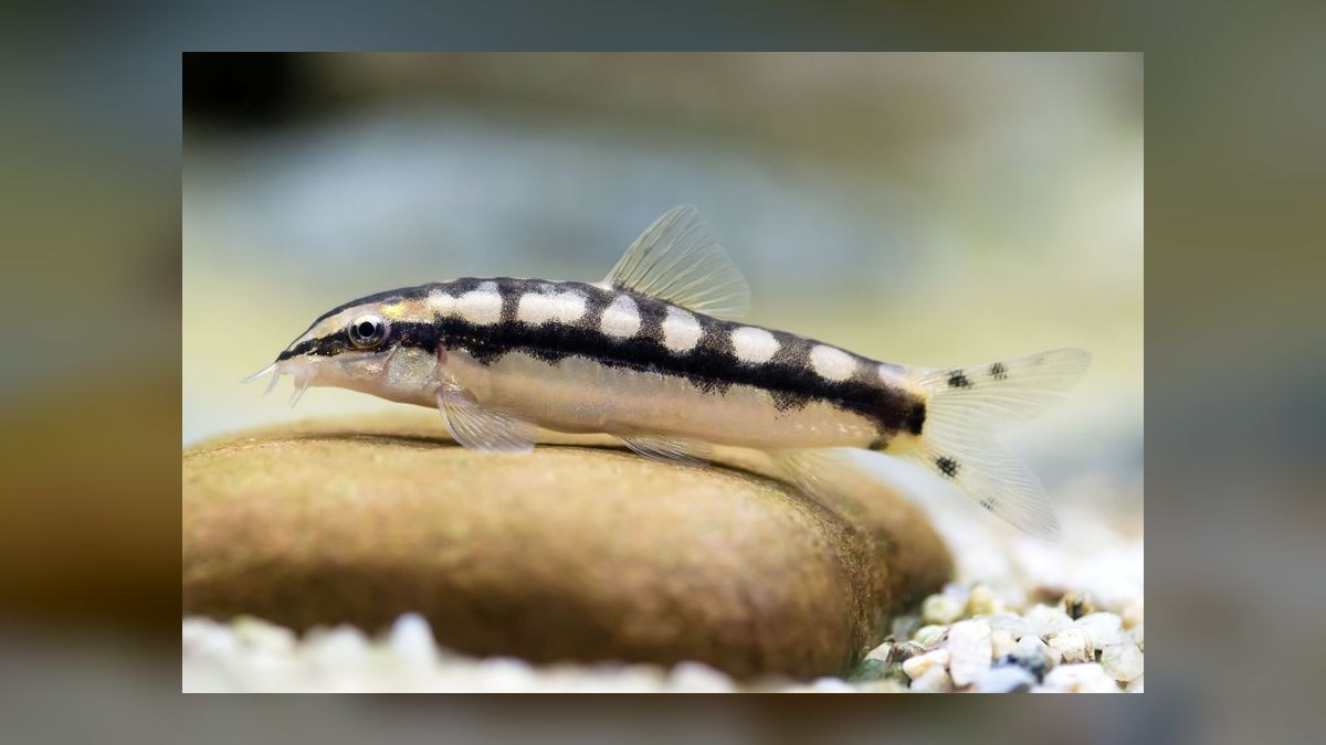 Top 10 loach varieties 2027 — figure 8