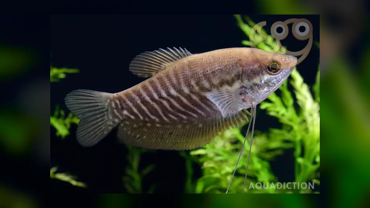Top 10 gourami types 2027 — figure 7