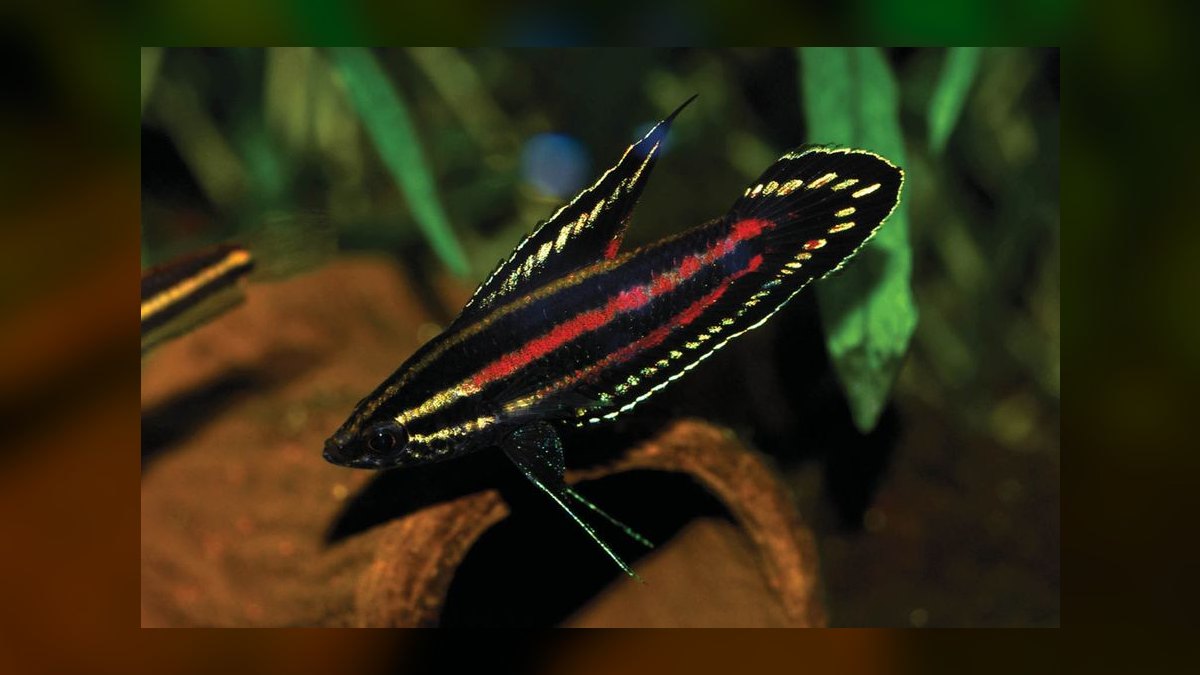 Top 10 gourami types 2027 — figure 9