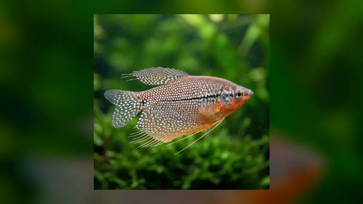 Top 10 gourami types 2027