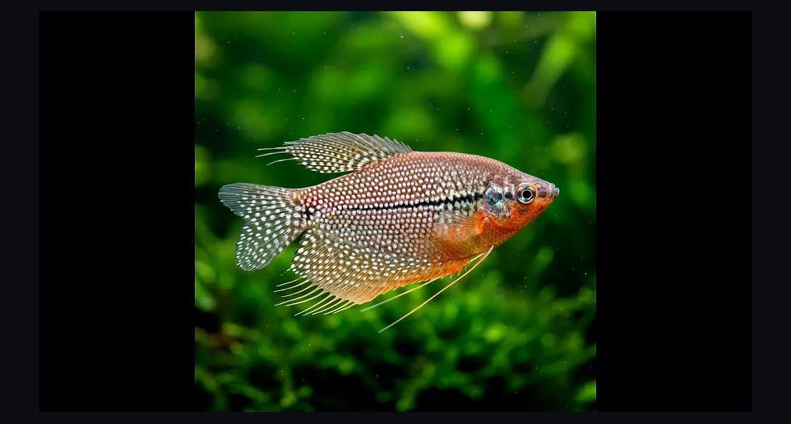 Top 10 gourami types 2027