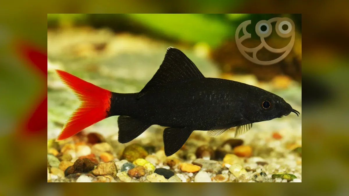Top 10 shark-like aquarium fish 2027