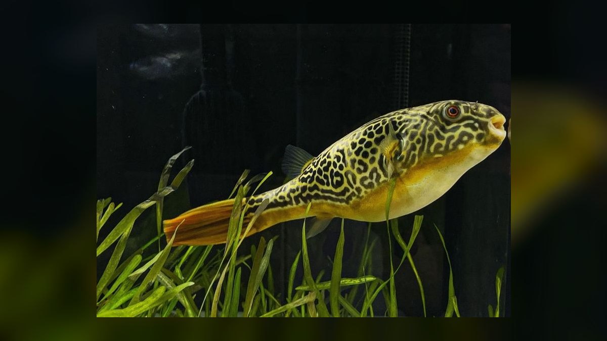 Top 10 puffer fish facts 2027 — figure 10
