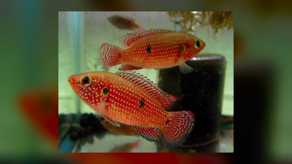 Top 10 puffer fish facts 2027 — figure 9