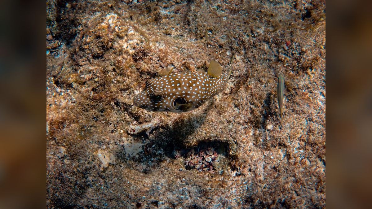 Top 10 puffer fish facts 2027