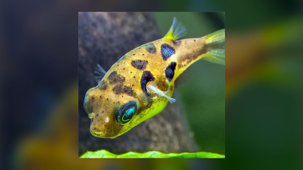 Top 10 puffer fish facts 2027