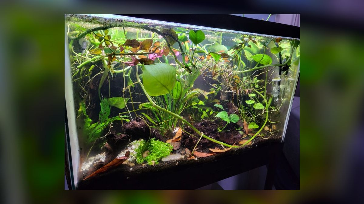 Top 10 aquarium forums online 2027 — figure 10