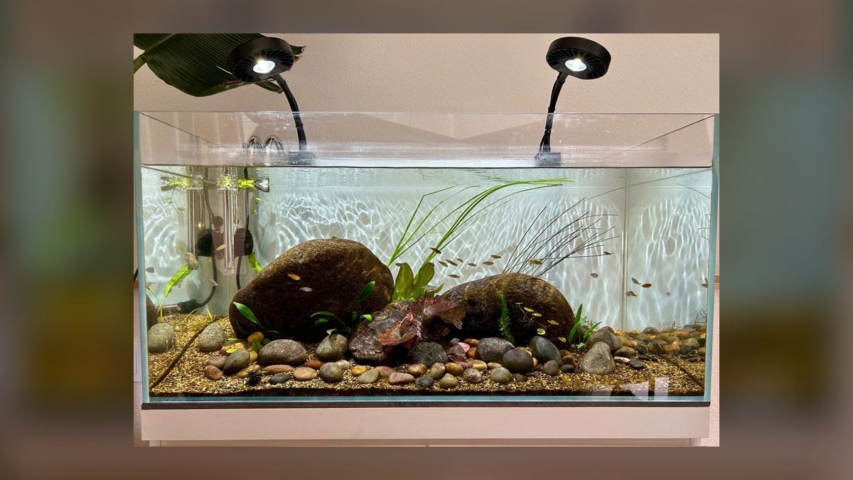 Top 10 aquarium forums online 2027 — figure 7