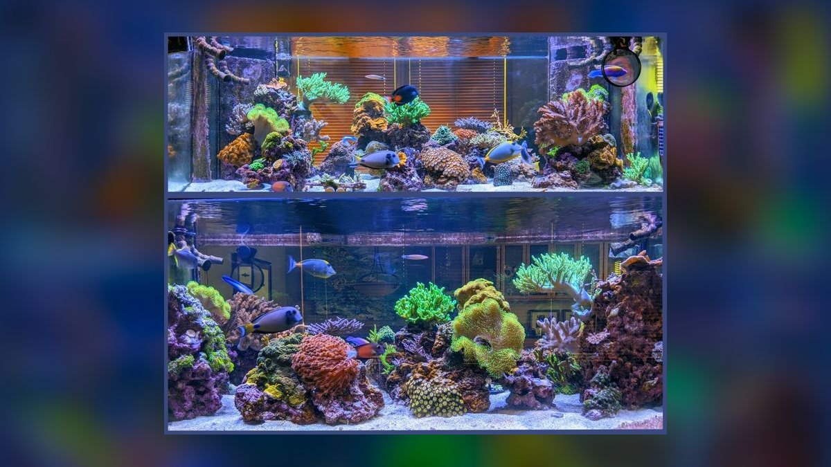 Top 10 aquarium forums online 2027