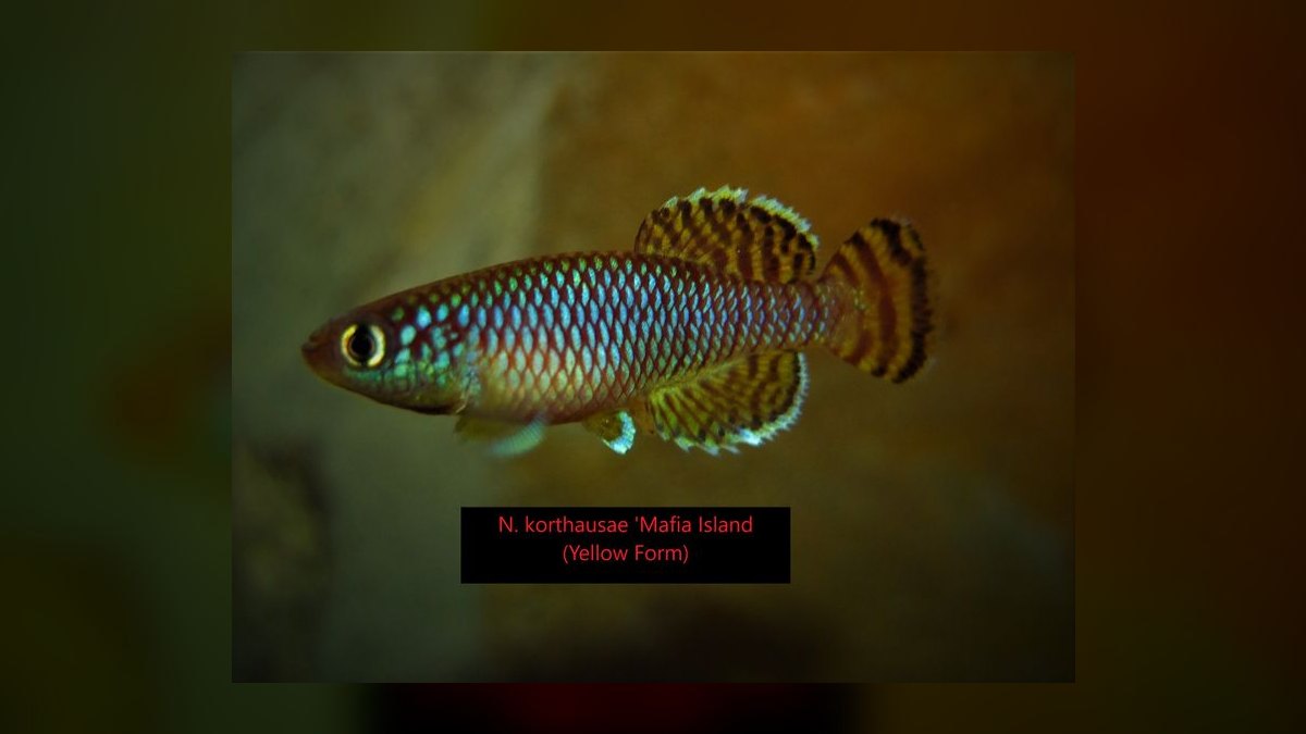 Top 10 fish club locations 2027 — figure 10