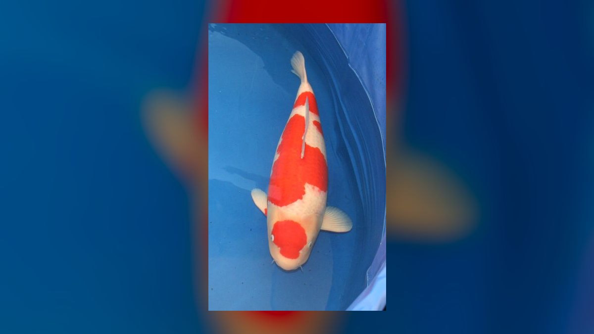 Top 10 fish club locations 2027 — figure 8