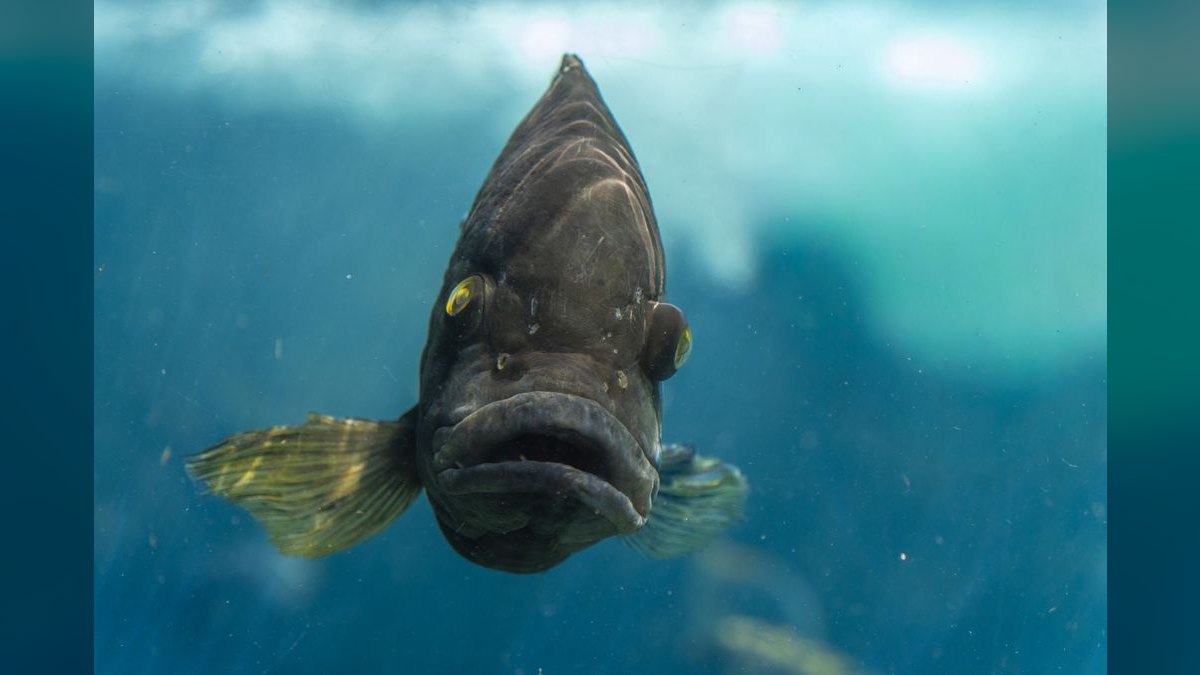 Top 10 science-backed fish sites 2027 — figure 1