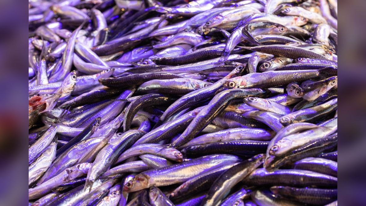 Top 10 science-backed fish sites 2027 — figure 2