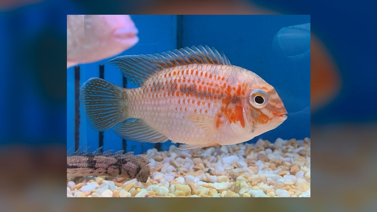 Top 10 science-backed fish sites 2027