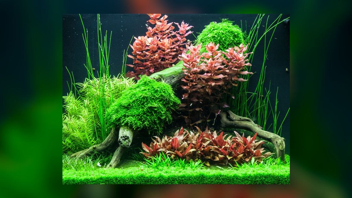 Top 10 aquarium YouTube channels 2027 — figure 10