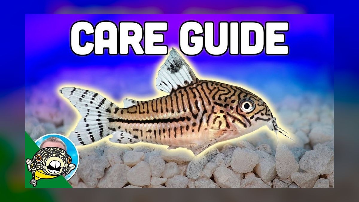 Top 10 aquarium YouTube channels 2027 — figure 9