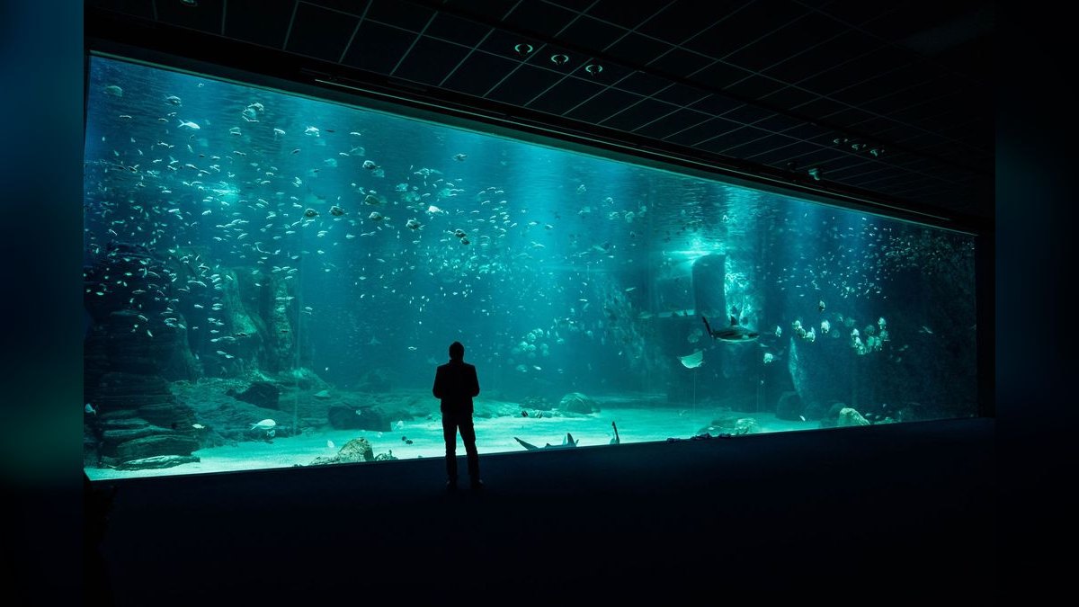 Top 10 aquarium YouTube channels 2027
