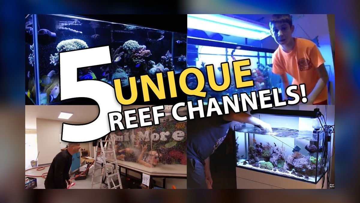 Top 10 aquarium YouTube channels 2027