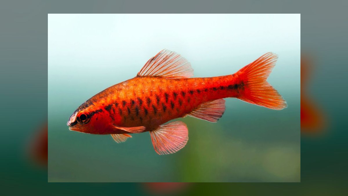 Top 10 sustainable fish stores 2027 — figure 7