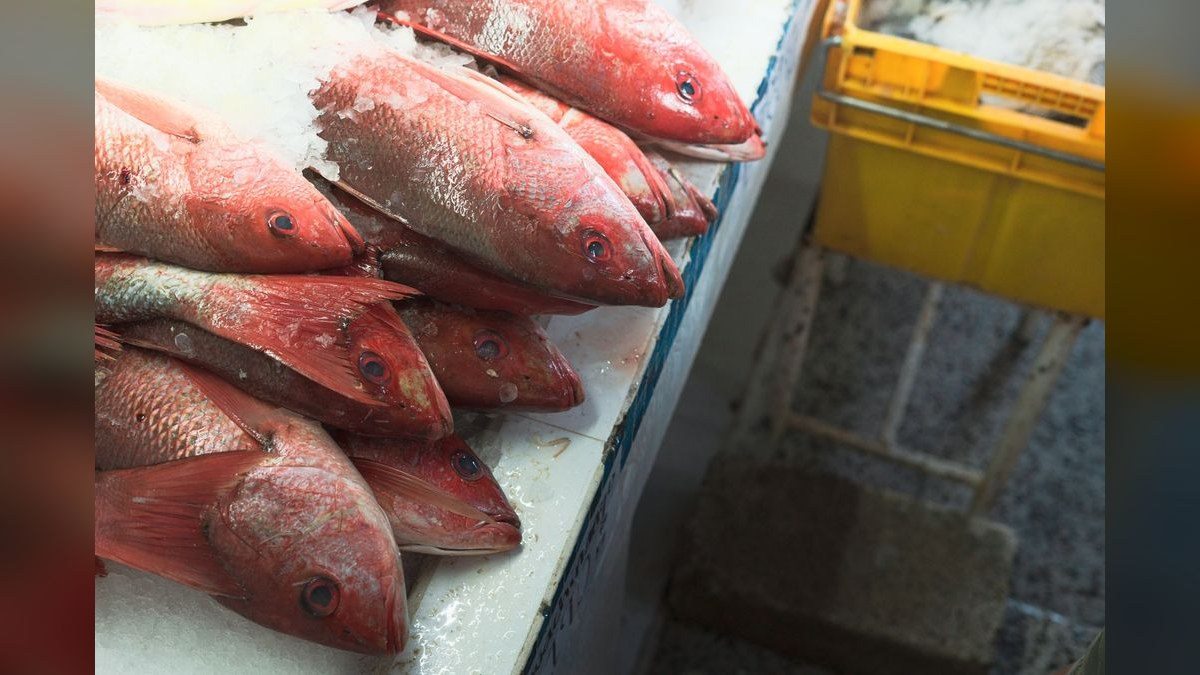 Top 10 best fish wholesale sites 2027