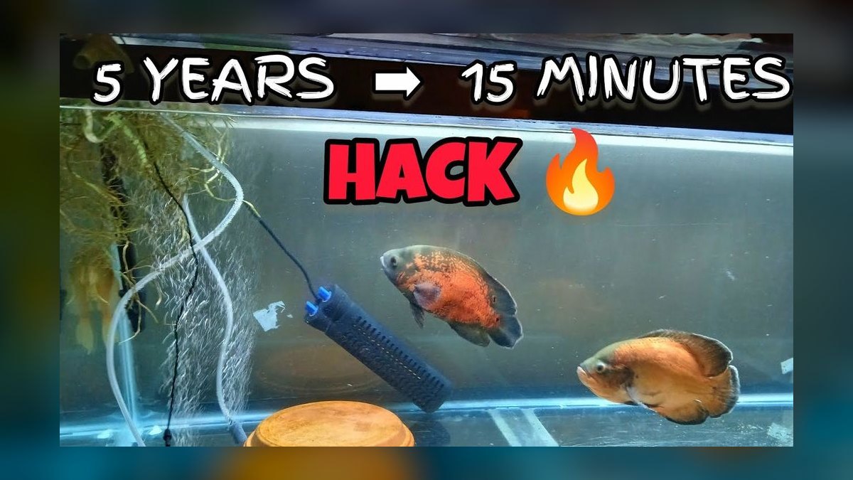 Top 10 fish breeding hacks 2027 — figure 7