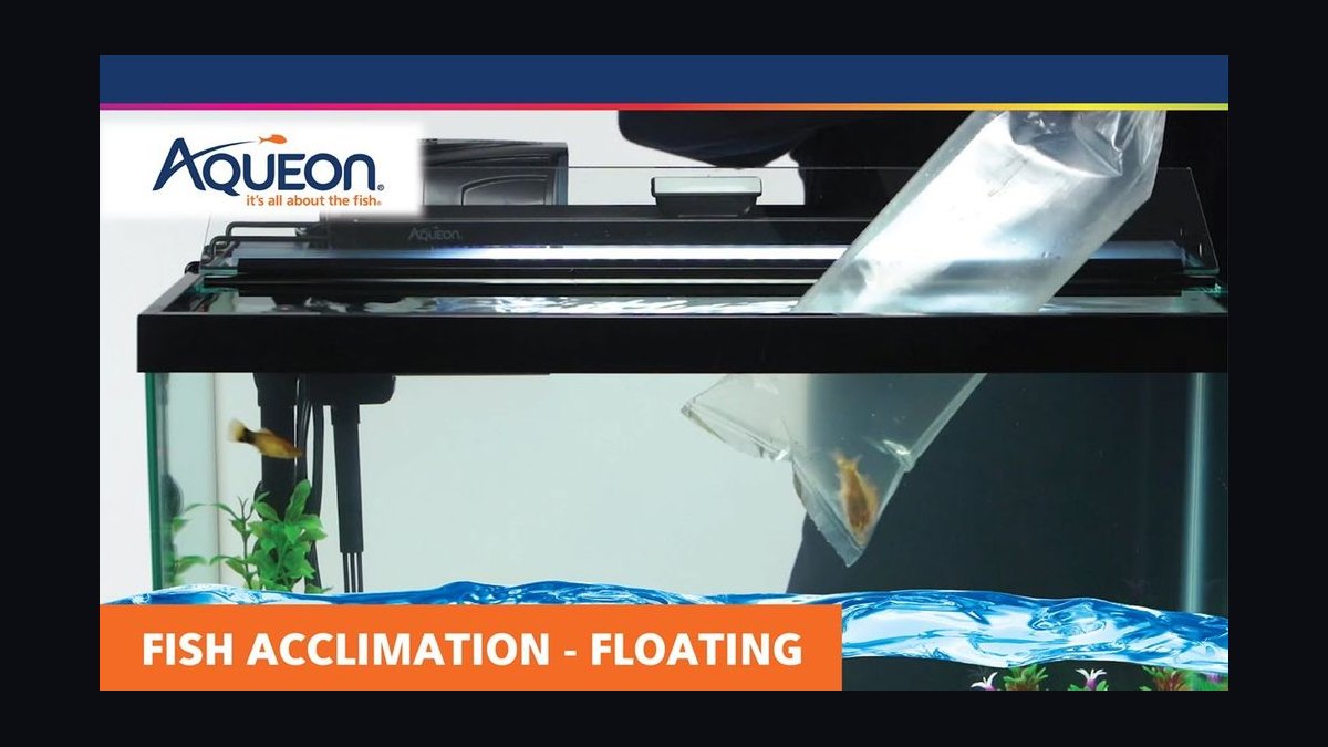 Top 10 fish acclimation methods 2027
