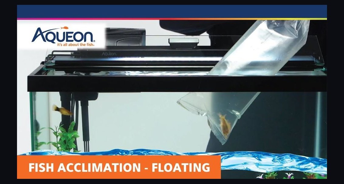Top 10 fish acclimation methods 2027