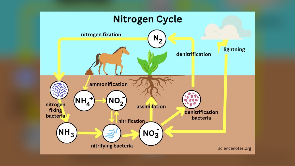 Top 10 nitrogen cycle steps 2027 — figure 8