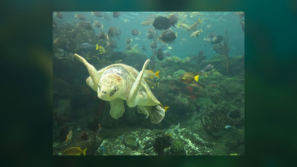 Top 10 aquarium insurance benefits 2027 — figure 10