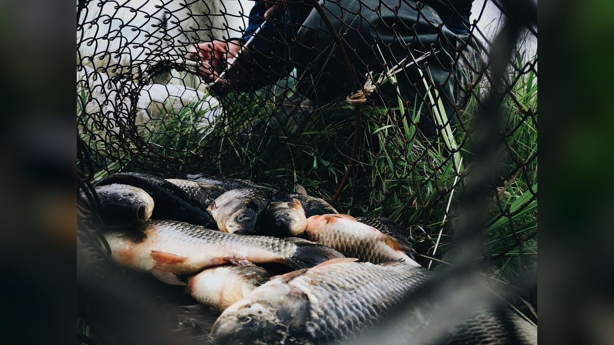 Top 10 fish rescue strategies 2027 — figure 1