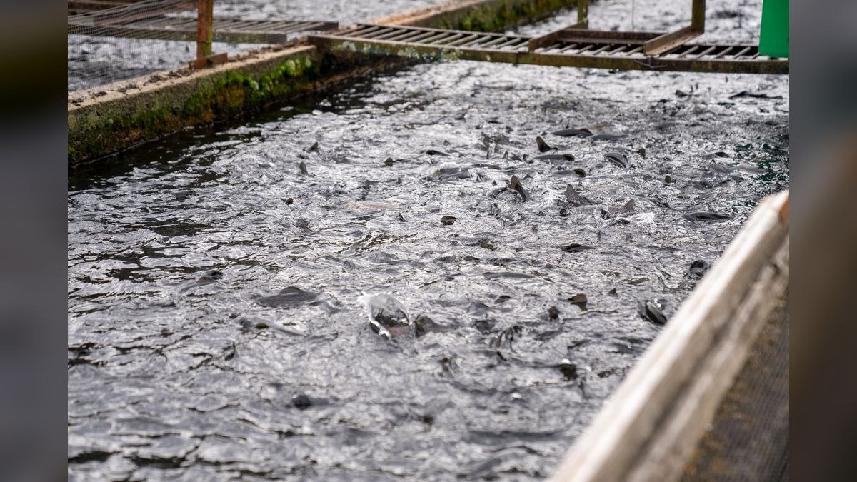 Top 10 fish rescue strategies 2027 — figure 2