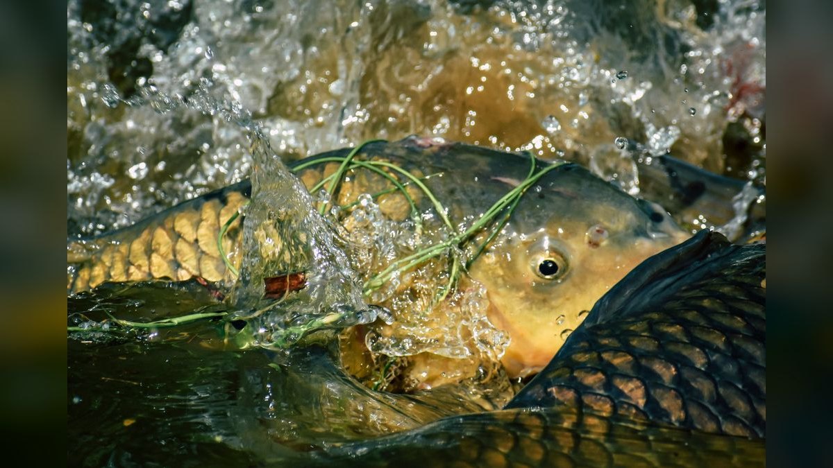Top 10 fish rescue strategies 2027 — figure 3