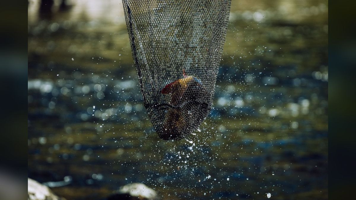 Top 10 fish rescue strategies 2027 — figure 4