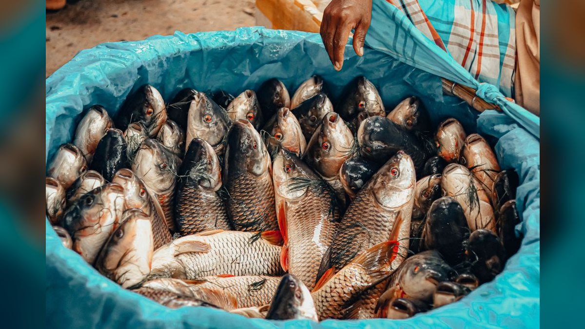 Top 10 fish rescue strategies 2027 — figure 5