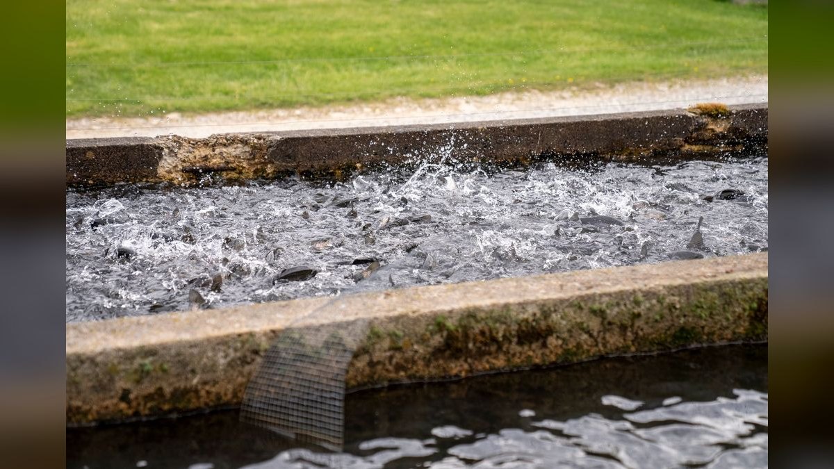 Top 10 fish rescue strategies 2027 — figure 6