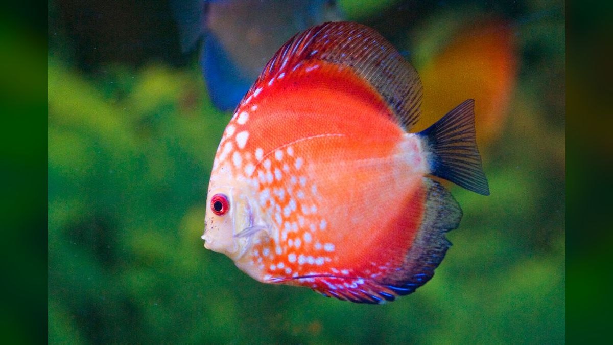 Top 10 aquascaping competition tips 2027 — figure 2