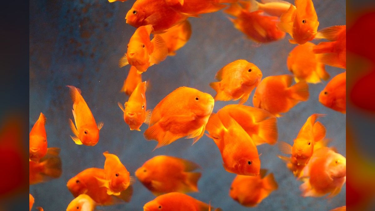 Top 10 aquascaping competition tips 2027 — figure 6