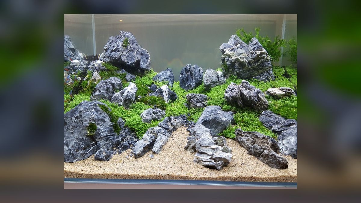 Top 10 aquascaping competition tips 2027 — figure 7