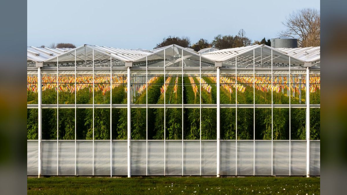 Top 10 Dutch style plant groupings 2027 — figure 4