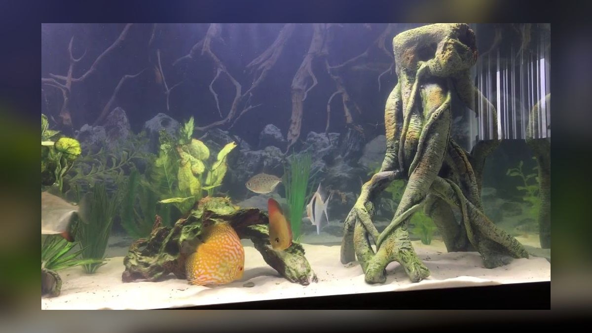 Top 10 biotope tank ideas 2027 — figure 9