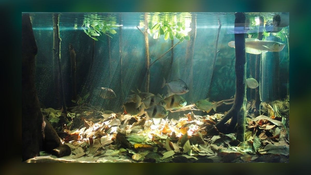Top 10 biotope tank ideas 2027