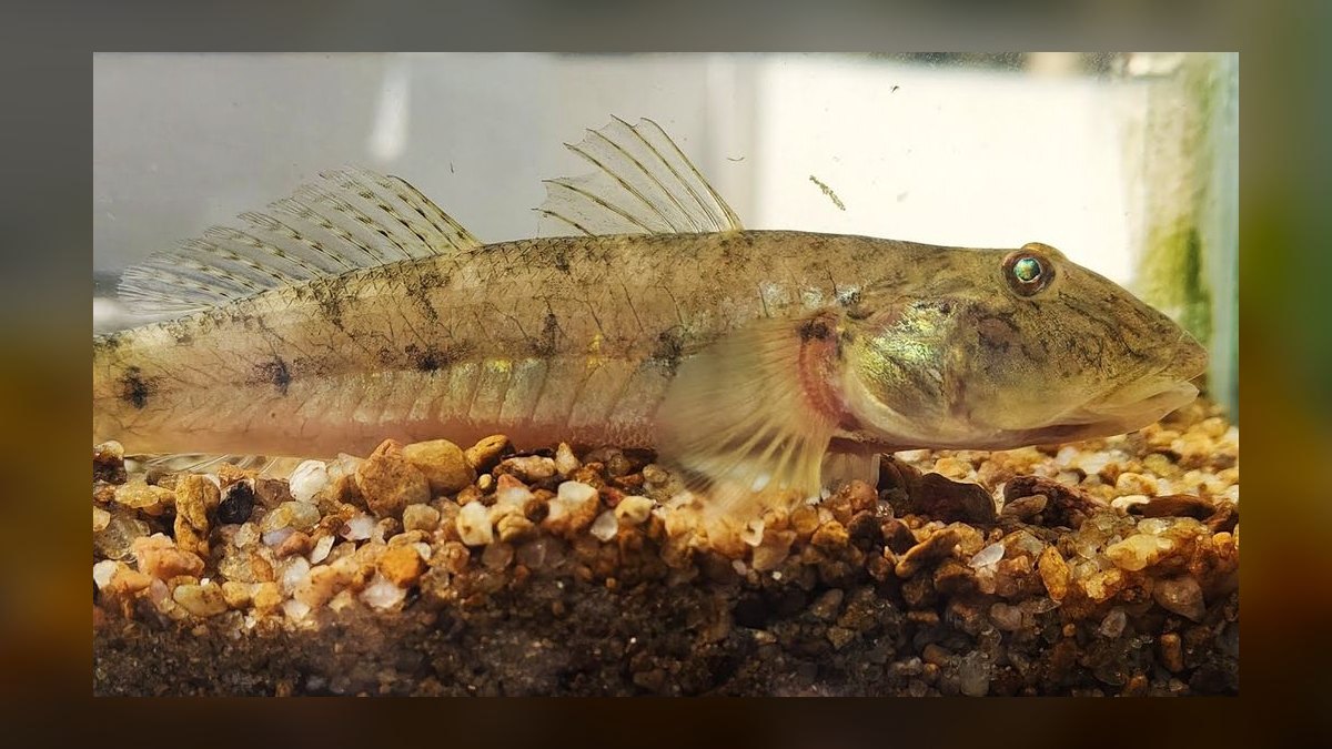Top 10 brackish water fish 2027 — figure 10