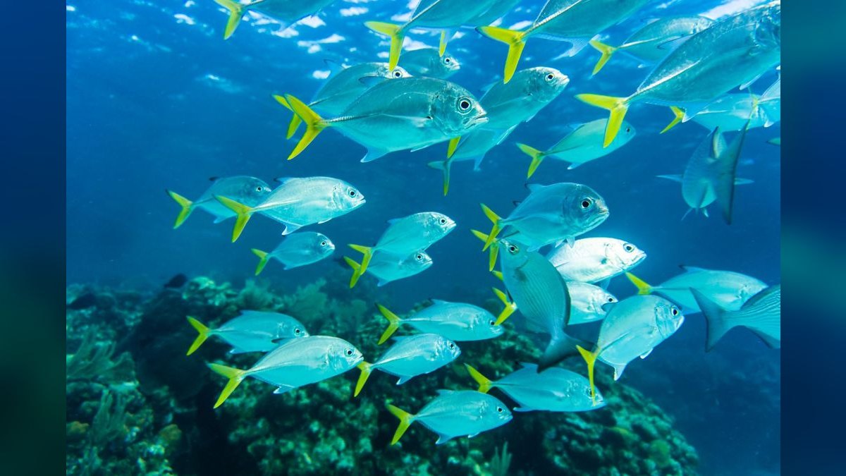 Top 10 brackish water fish 2027 — figure 3