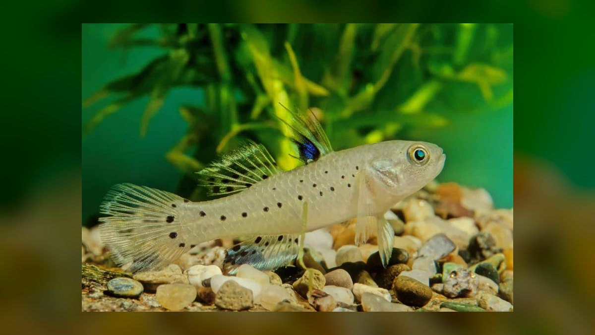 Top 10 brackish water fish 2027 — figure 7